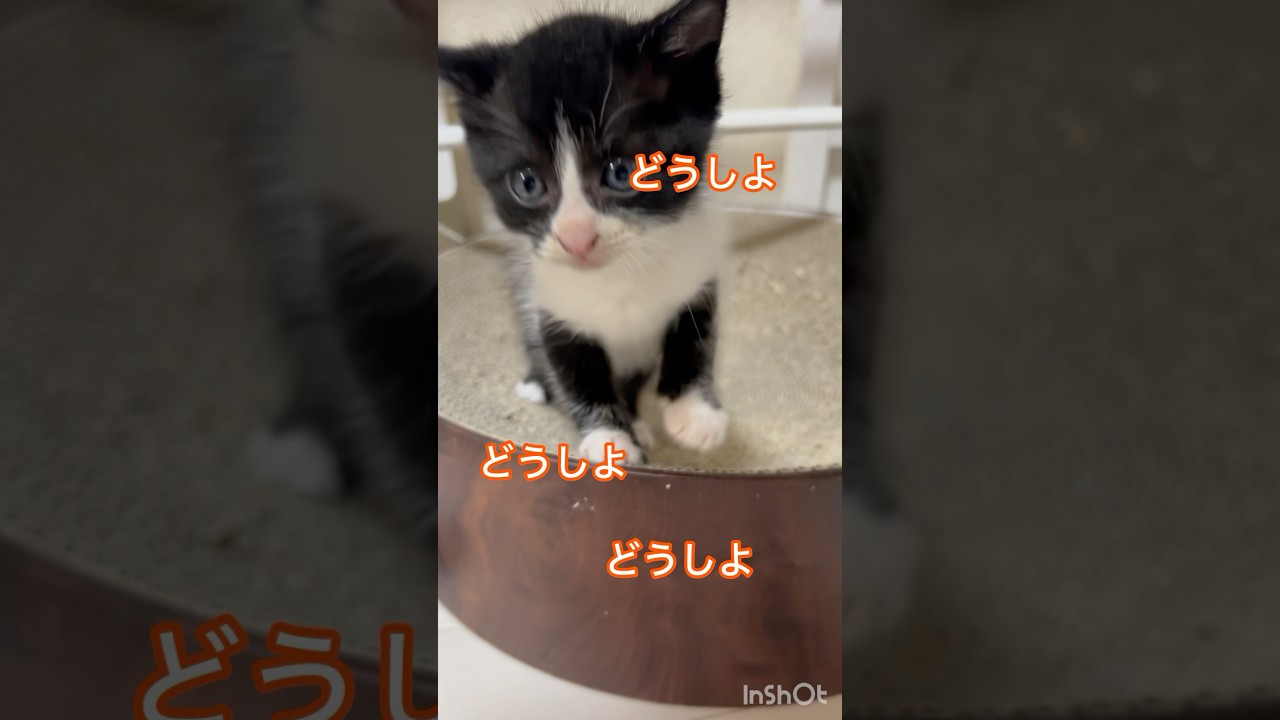 リビングを駆け回る子猫の日常　#cat #子ネコ #ハチワレ #保護猫