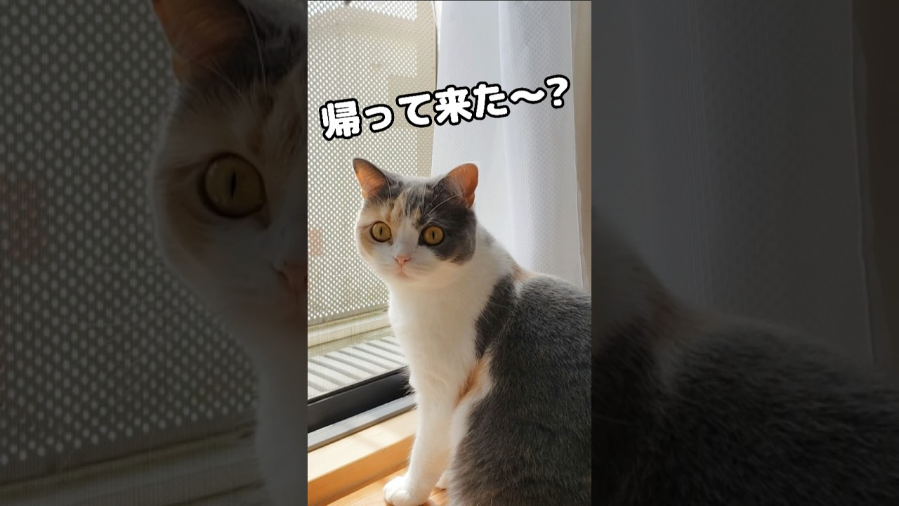 大好きなママの帰宅を待つ猫がこうなってました… #猫 #たまたま・たまちゃん