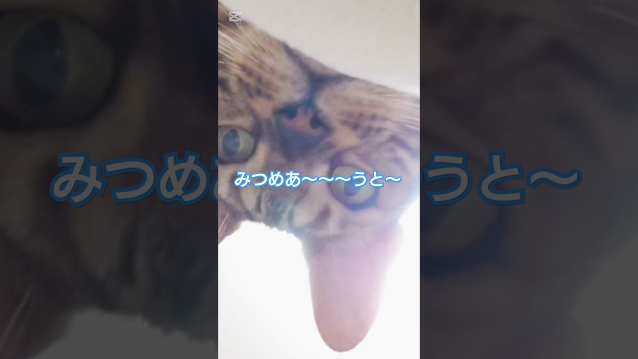 みつめあ〜〜〜うと〜 #猫 #猫動画 #猫のいる暮らし #ベンガル #cat #fyp #shorts #short