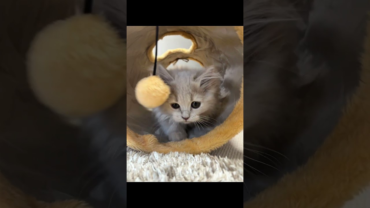 トンネルと子猫の相性がいい！#子猫  #catlover #ミヌエット #minuet #ミヌエット短足