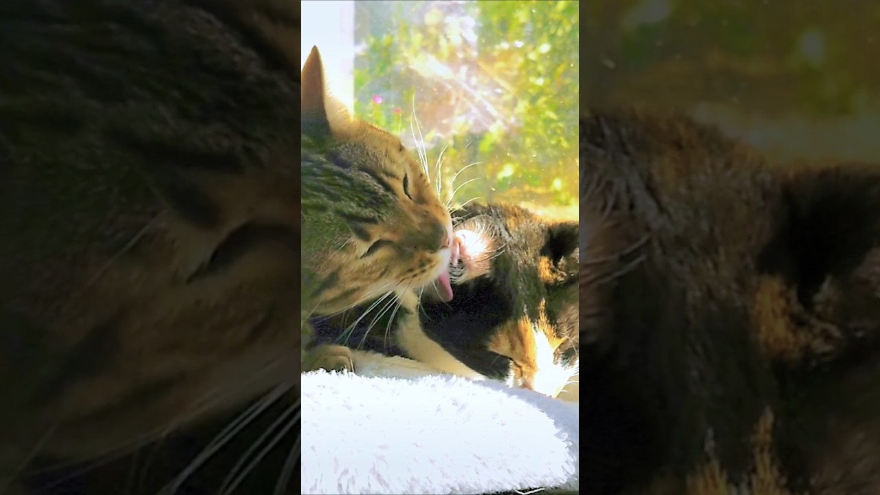 仲良し姉弟猫様、毛繕い中#猫 #cat #三毛猫 #キジトラ猫 #猫かわいい #猫動画 #猫のいる暮らし #猫好きさんと繋がりたい