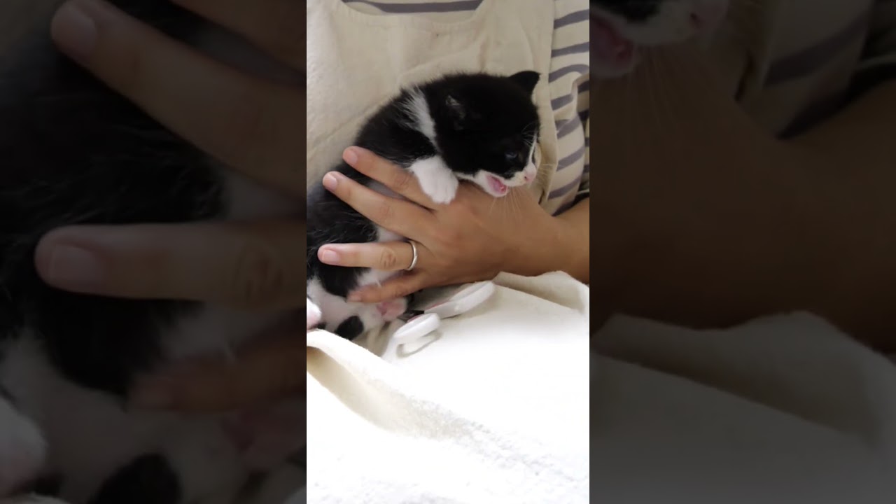 爪切りを断固拒否する子猫がおじに助けを求める？【赤ちゃん猫　保護猫】 #gatto #kitten #子ネコ #cat #meow