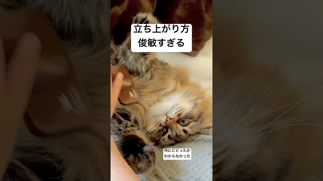 仰向けから秒で立ち上がる #猫 #サイベリアン #ブラッシング