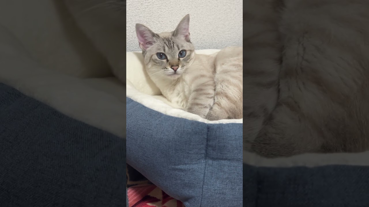 絶対夢の中で遊んでたはず？　#シャムトラ #元保護猫 #シャムミックス  #cat #猫耳 #siamesemix