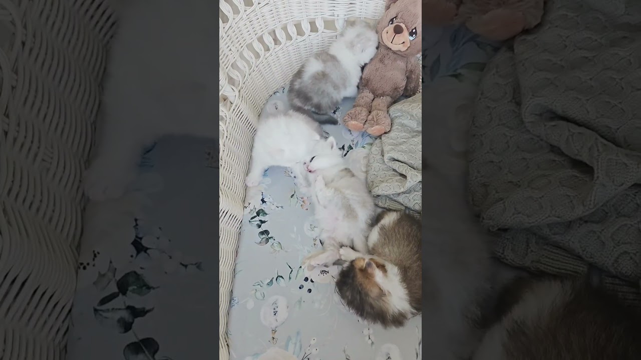 Kitten Playtime!#shortsfeed​  #kitty​  #cutecats​ #adorable​  #cutecatsquad​ #catsarefamily #fyp
