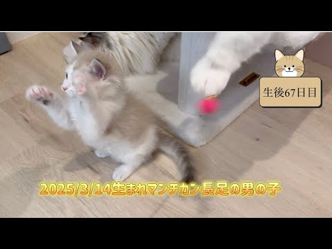 【マンチカン生後67日目子猫ちゃん】成長記録　#ブルーセピア&ホワイト　#希少な毛色 #ロングヘアー　#長足マンチカン