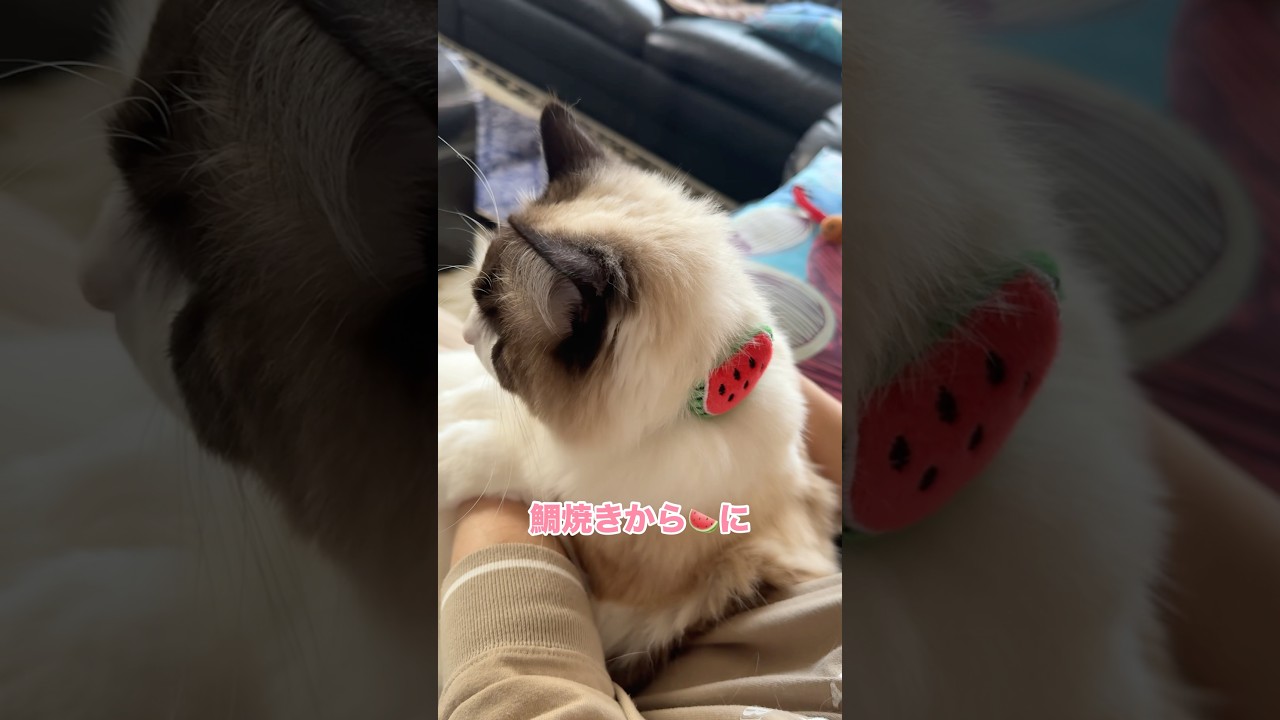 🍉の首輪が可愛すぎる猫　#猫 #cat #ラグドール