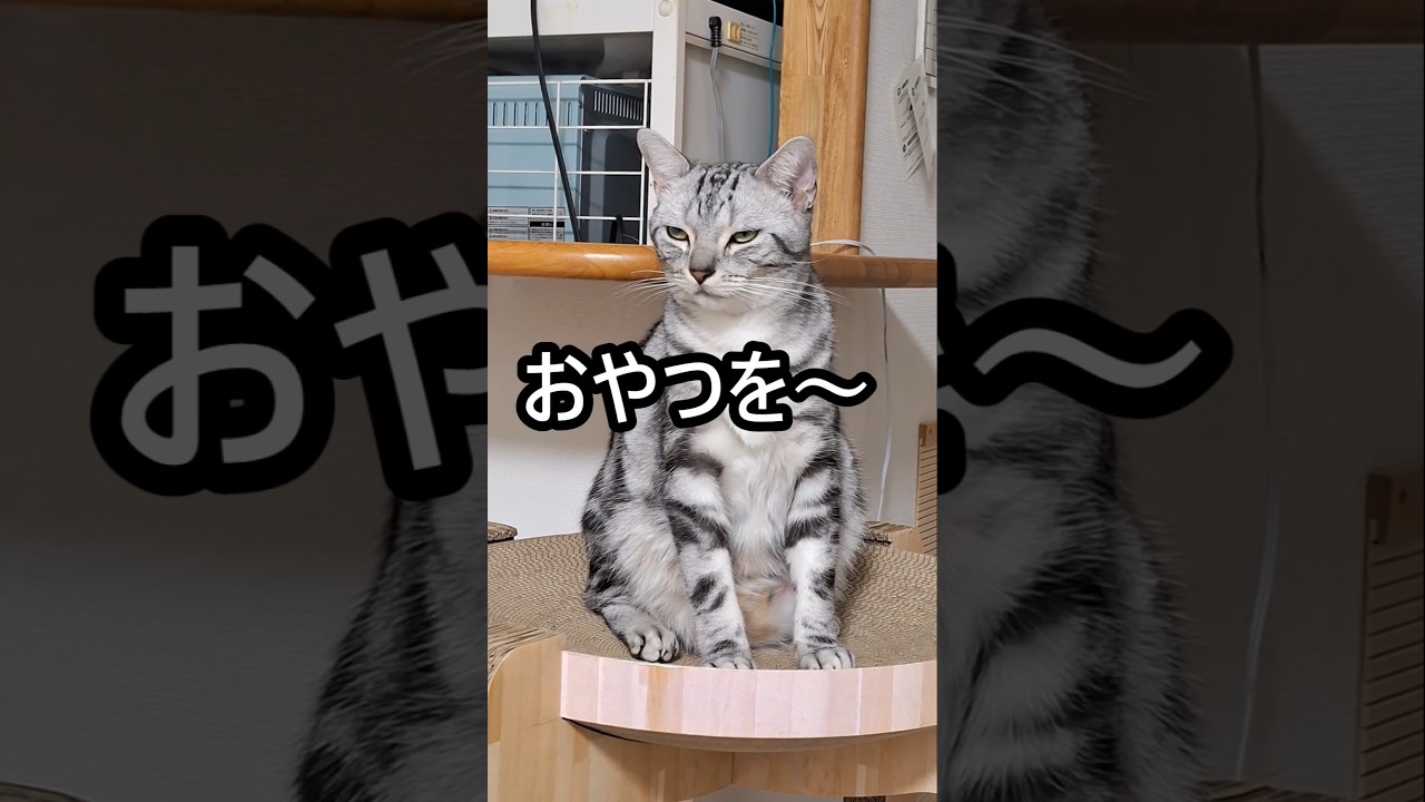 ｢#アメショ の男の子 キリアンの日常 母ちゃんにドン引き｣#shortvideo #cat  #アメリカンショートヘアー  #猫  #ねこ #猫のいる暮らし