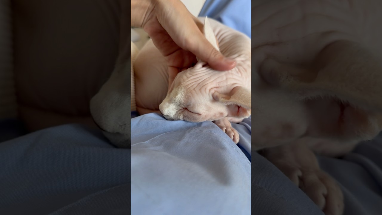 最近ママの膝の上がお気に入りな毛のない猫【スフィンクス】
