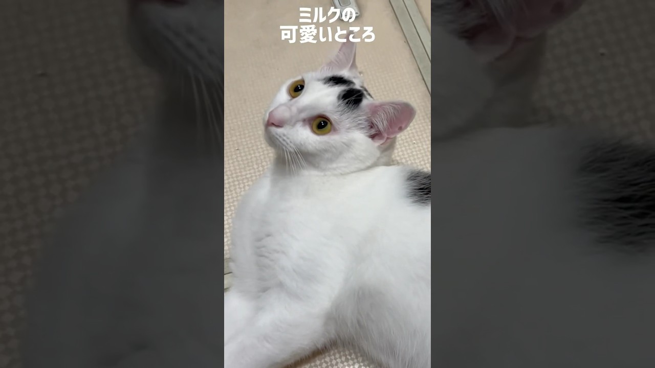 わたしの1番可愛いところ。#ねこ #保護猫 #猫のいる暮らし ＃ミルねーさん#reels