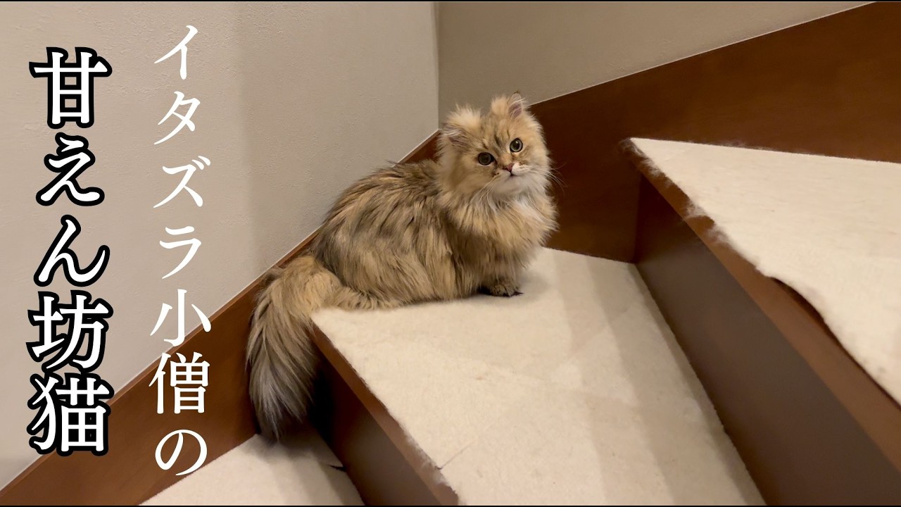 自己中な甘えん坊猫との生活は大変だがとても癒される毎日