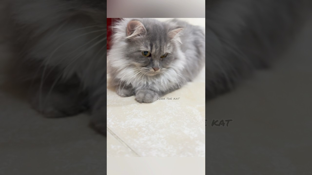 #catvideos  #trending #shorts #ytshorts