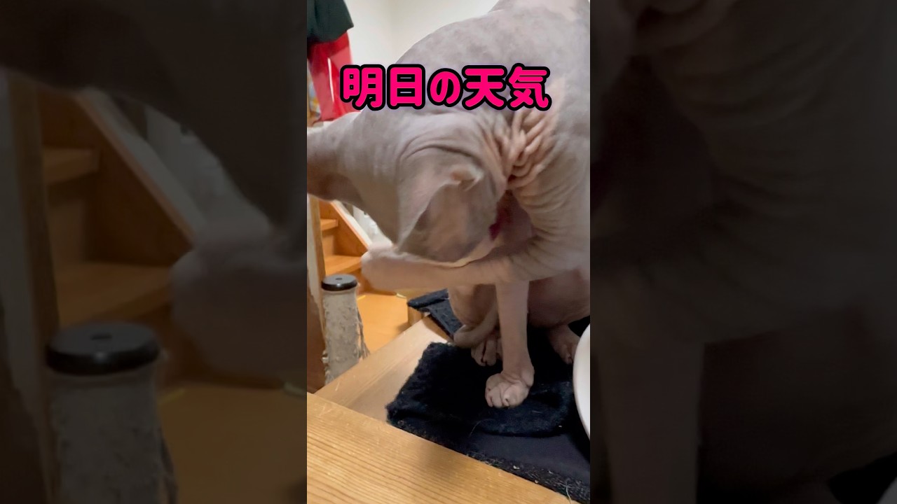 ㊙️ヒゲのおじさんも知らないスフィンクス猫の秘密#shorts #cat #猫 #猫のいる暮らし #sphynx