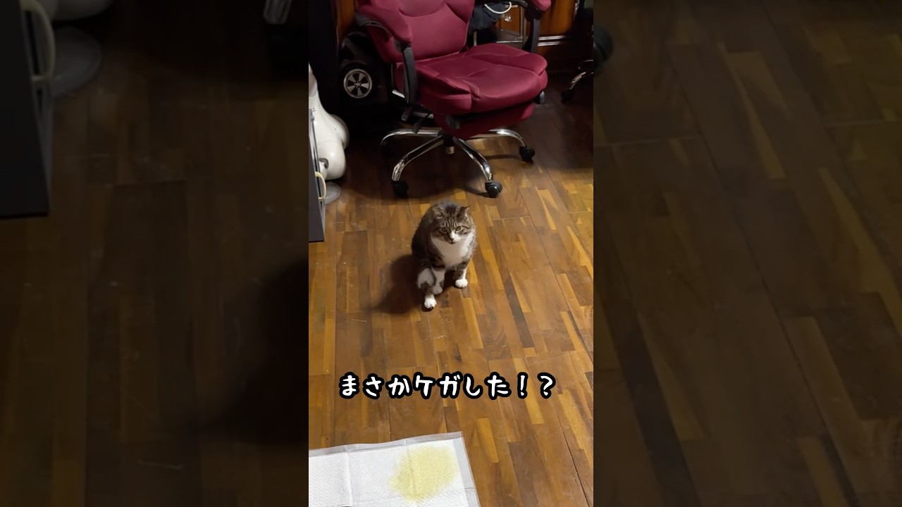 足をケガしたと思わせて… #shorts #猫