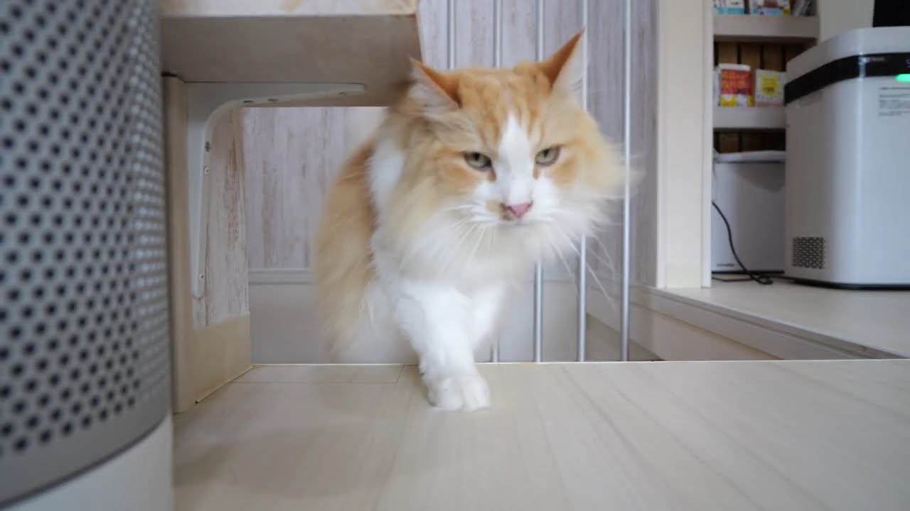 マンチカンのささみ、ベンガルのクッキー、ロシアンブルーのココア、アビシニアンのマロン