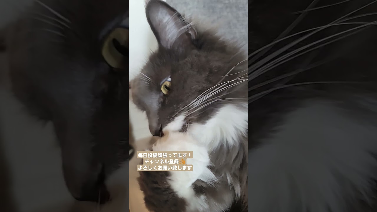 おててうまうまつくねさん #cat #メインクーン #猫のいる暮らし #猫好きさんと繋がりたい