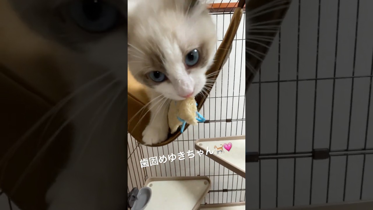【ラグドール】ハンモックが心地よいみたい🐈💕【３ヶ月仔猫】#ラグドール #cat #子ネコ #猫のいる暮らし #推し活 #ハンモック
