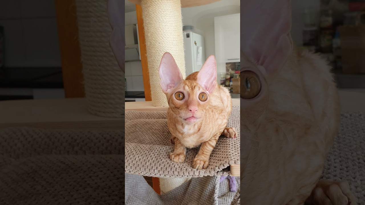 Cornish Rex kitten saying hello!