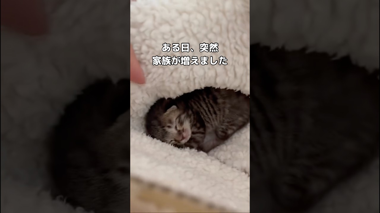 超生まれたての子猫が我が家に来た時のお話 #子猫 #保護猫 #shorts