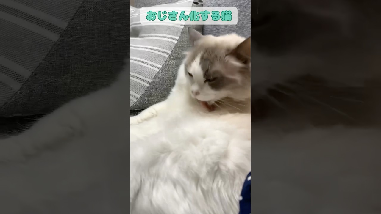 おじさん化する猫 #猫 #cat #ラグドール #ragdolls #猫のいる暮らし #shorts