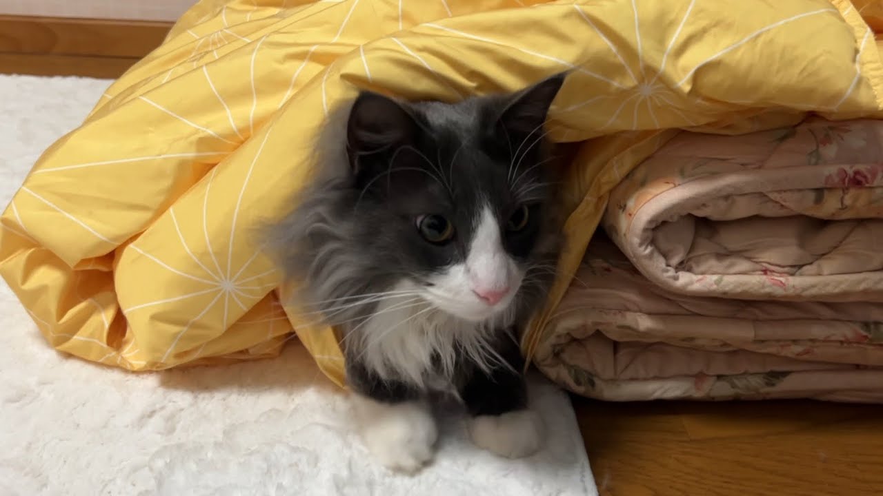 【奇想天外❤️‍🔥】元気な末っ子ターキッシュアンゴラは、布団ベッドをこうやって使うwww