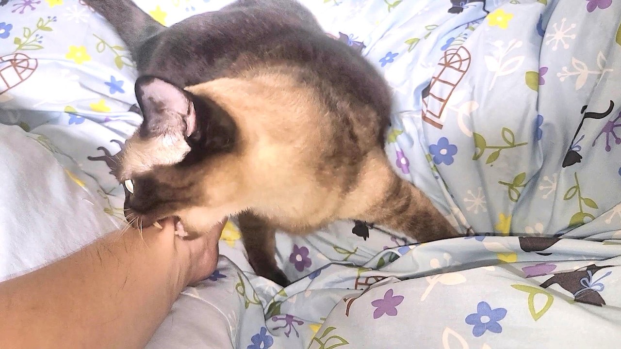 「甘えん坊さん」って言ったらブチギレたシャム猫の怒り方が可愛い🤗