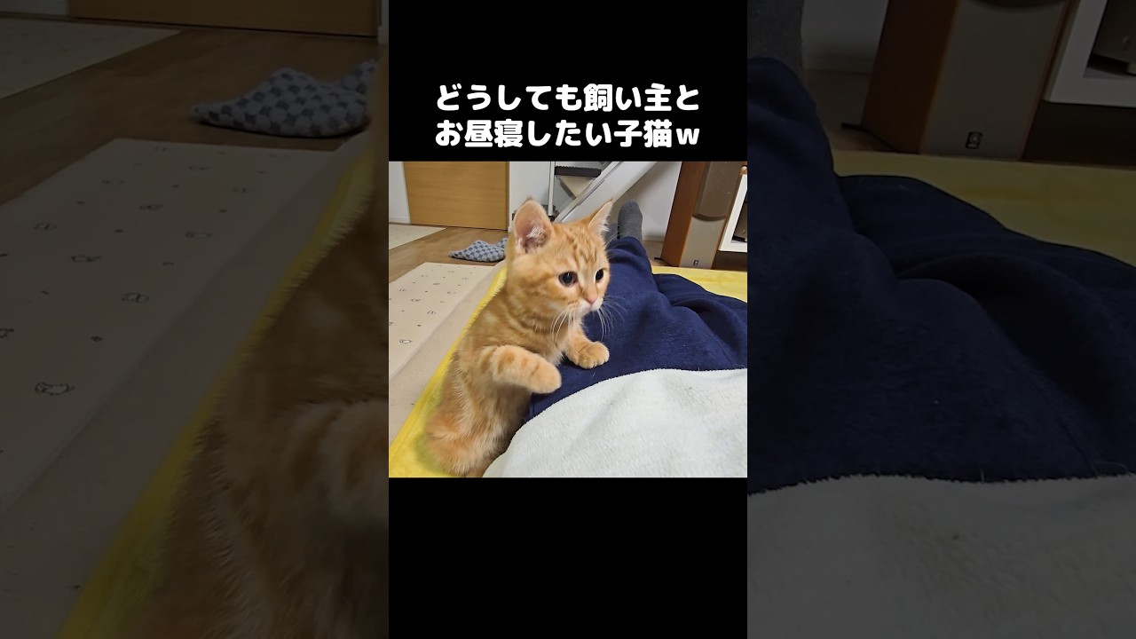 どうしても飼い主とお昼寝したい子猫がかわいい...#shorts