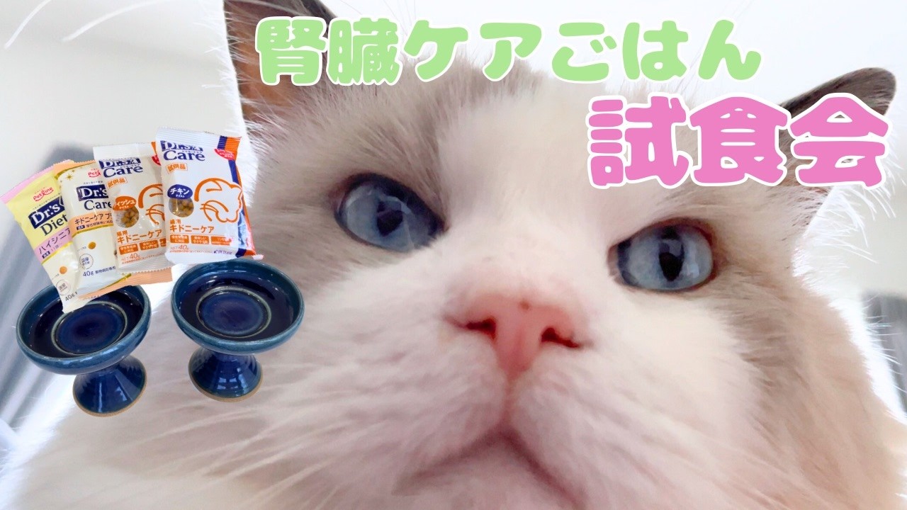 【猫の腎臓病】ラグドールのジャスくん、新ごはん決定！まさかの黒猫たちも夢中！？