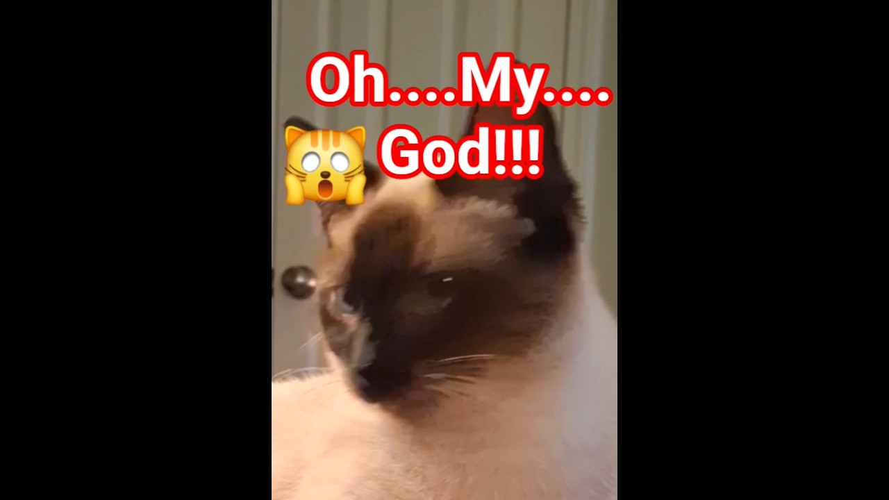 Someone bring Jack a Zanny! 🙀 #cat #kitten #meow #siamese #dailyshorts #shorts