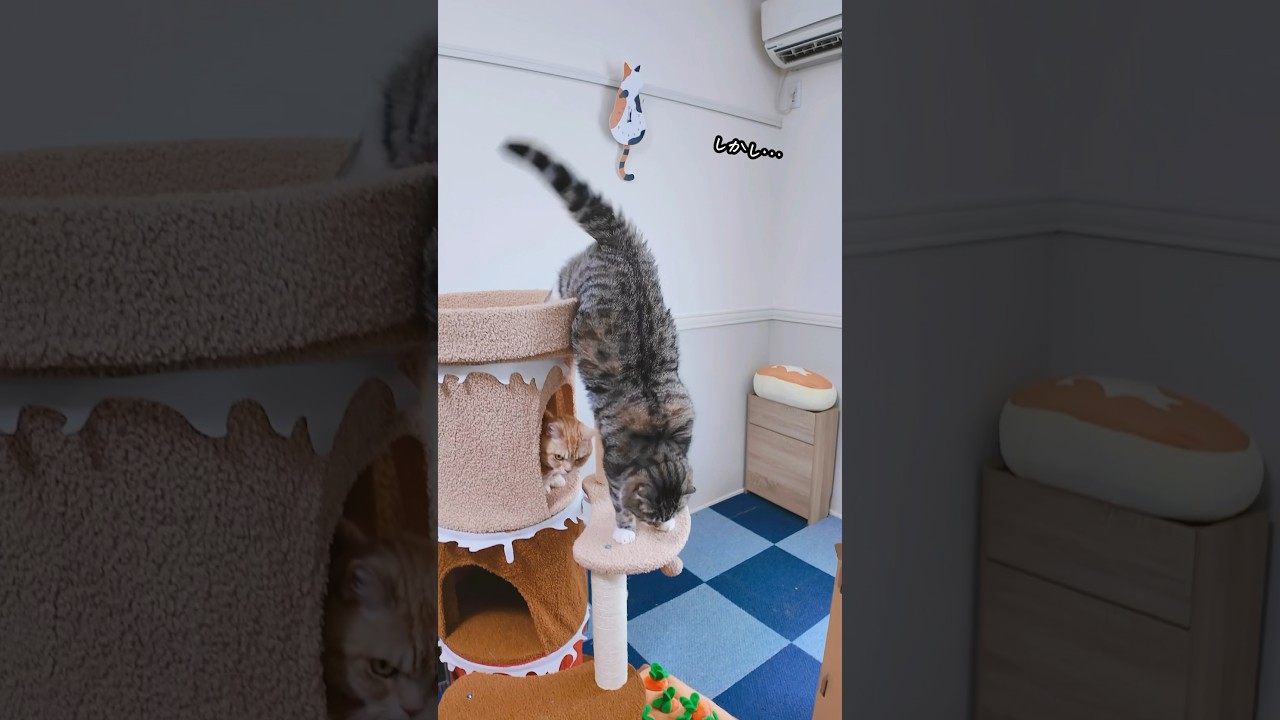 かわいすぎるキャットタワーを衝動買いした飼い主の末路がコチラ🥺 #猫