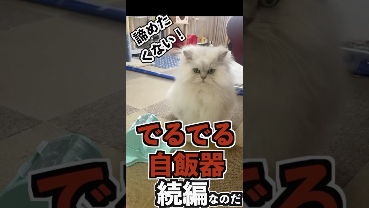 【猫の交渉術】もふもふさせてあげるから回してにゃ！自力で食べない高貴すぎるペルシャ猫#ペルシャ猫 #でるでる #猫好きさんと繋がりたい #猫#天天天国地獄国