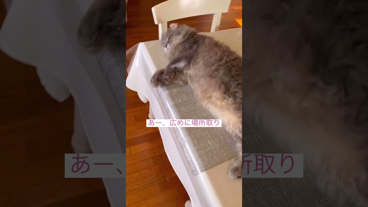 場所取られた #アメリカンカール #ねこ動画 #かわいい猫