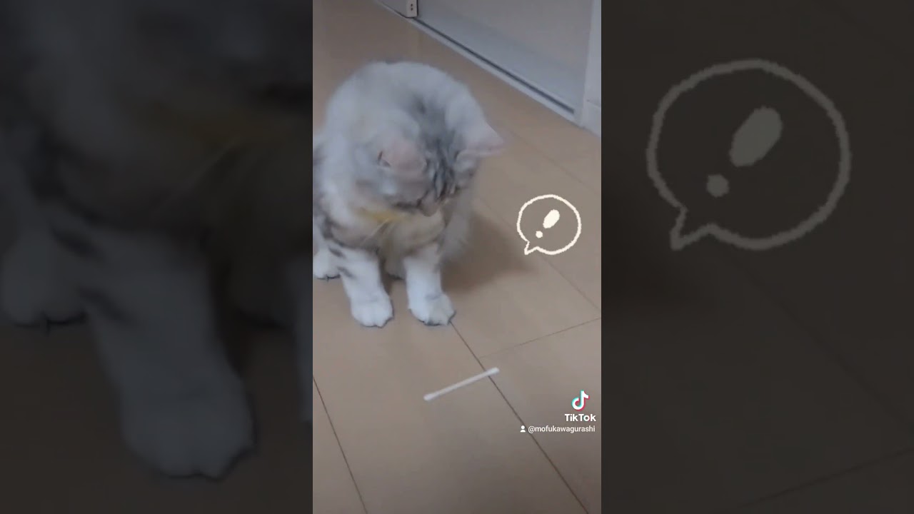 綿棒で夢中で遊ぶもふもふ｜キンカローのルル #猫のいる暮らし #kinkalow #shorts