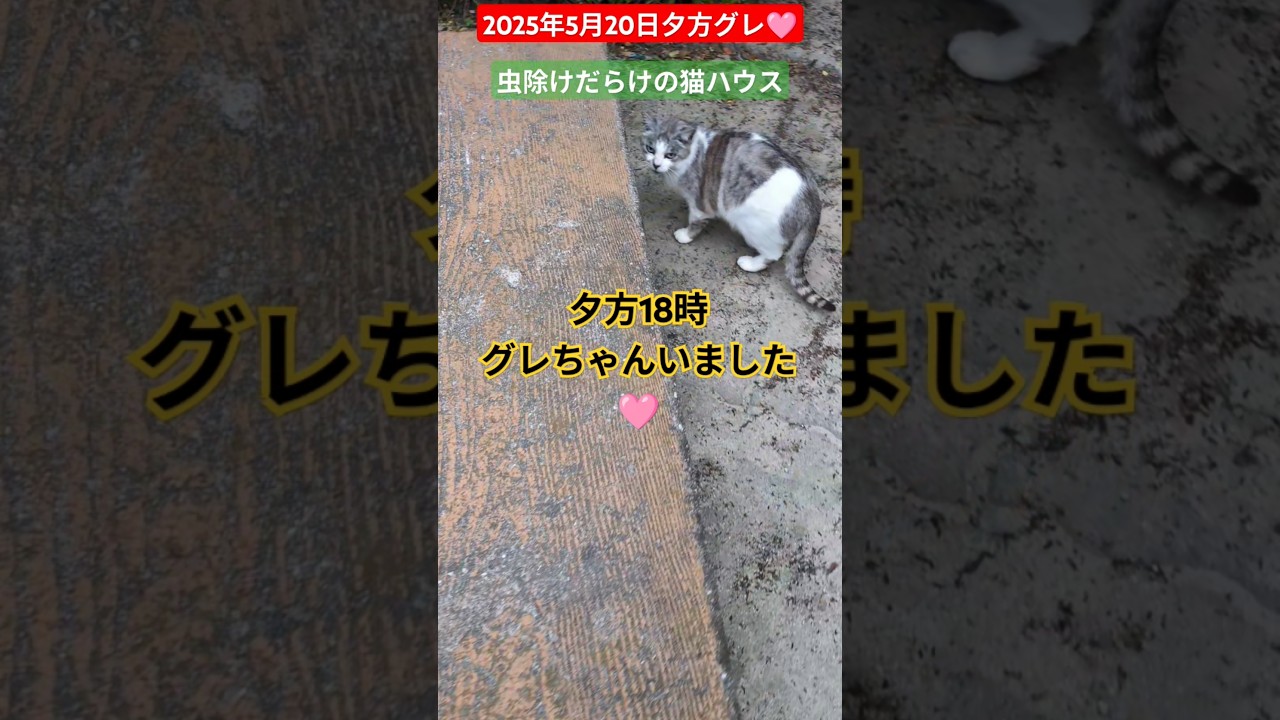 【2025年5月20日夕方グレちゃん】虫除けだらけの🩷猫ハウス🙏