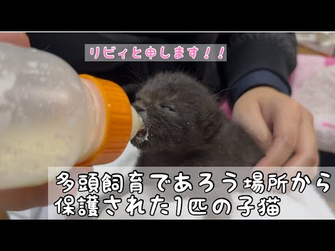 【保護猫】また別の場所で小さな子猫が保護されました