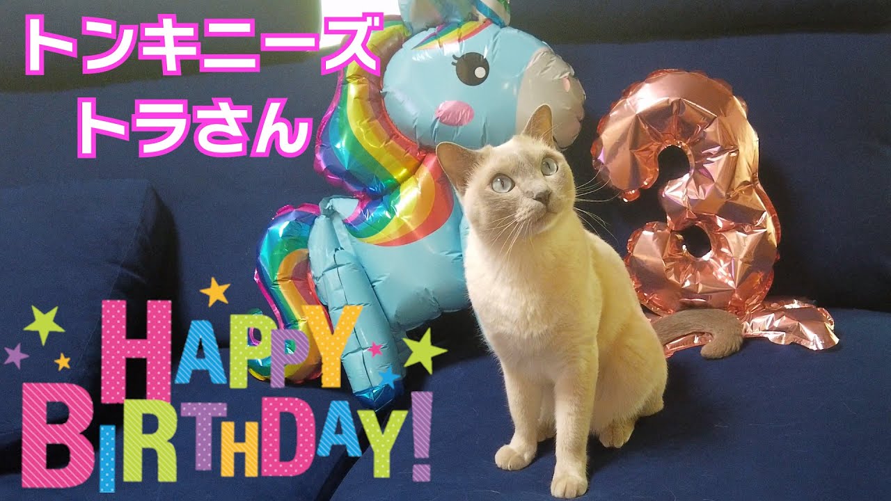 【祝３歳】【トンキニーズ】6月10日トラさんHappy Birthday（＃106）