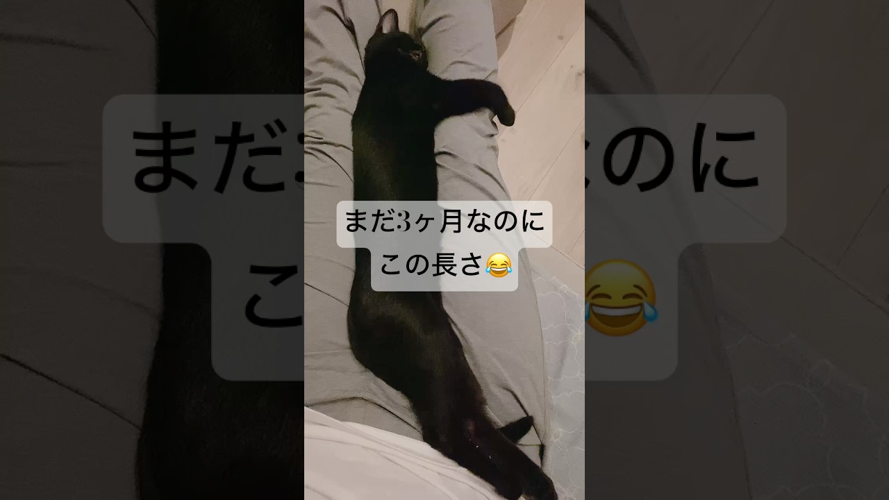 長すぎる子猫　#黒猫 #ボンベイ #cat #bombay #猫のいる暮らし #猫のいる生活 #子猫 #ねこ #猫 #猫動画