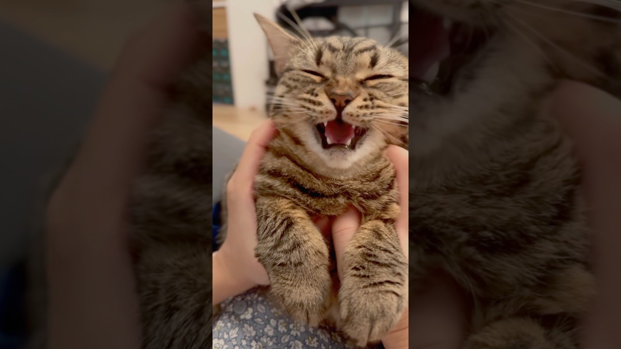 我が家のスコティッシュが可愛すぎる件...笑 #shorts #猫 #cat