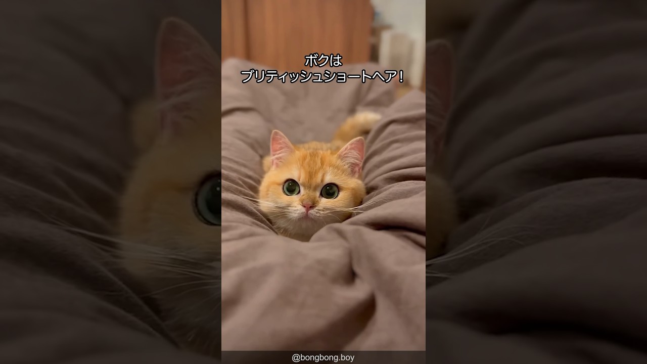 【ムチボディ】ブリティッシュショートヘアの可愛さがわかる1分解説