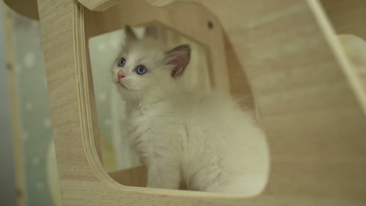 ラグドール 全てコミコミ総額表示😸当日見学OK🐱✨ブルーポイントバイカラーの女の子🎀