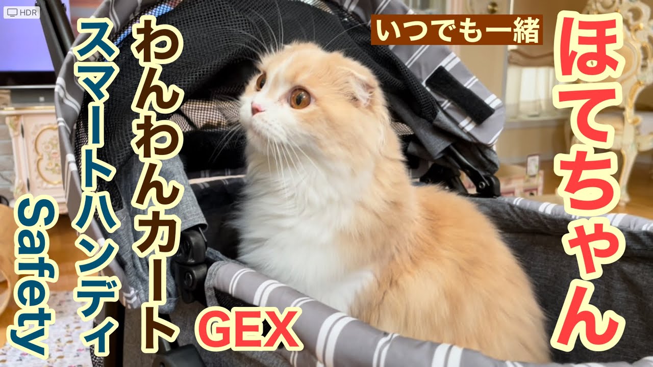 「ほてちゃん」GEXわんわんカートスマートハンディSafety 【スコティッシュフォールド】