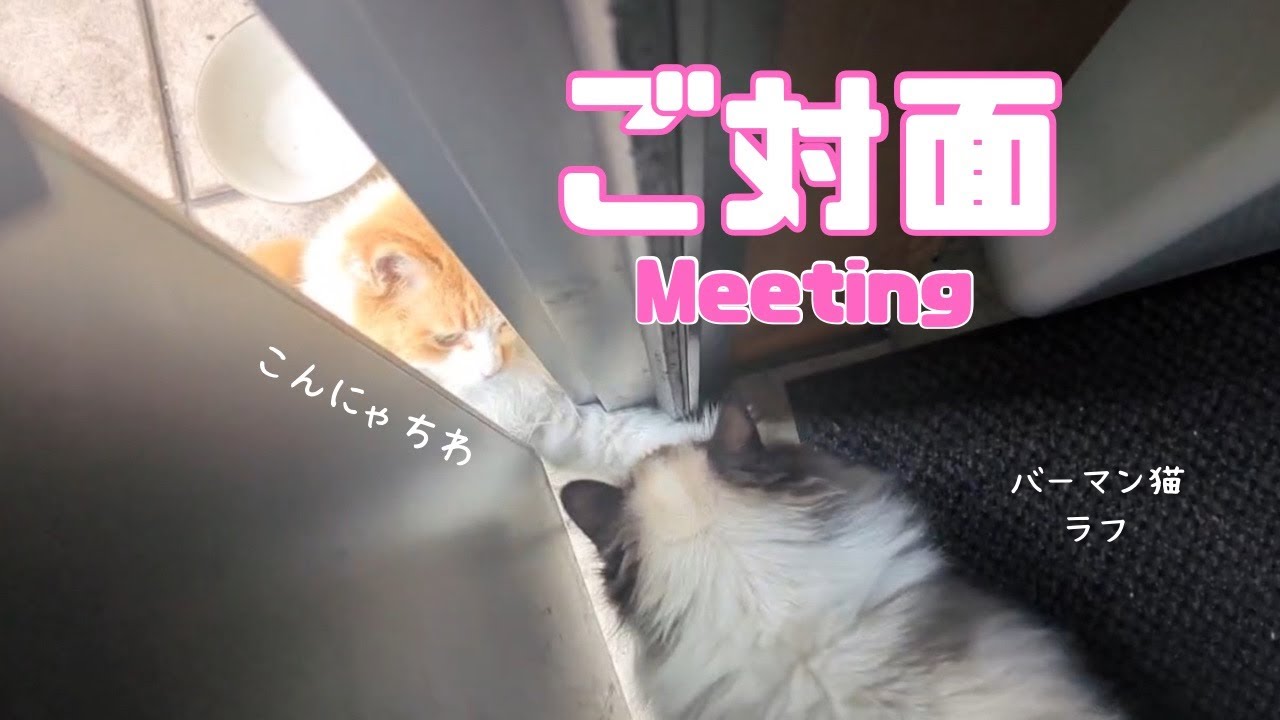 バーマン猫ウリとラフ【ご対面】Meeting（バーマン猫）Birman/Cat