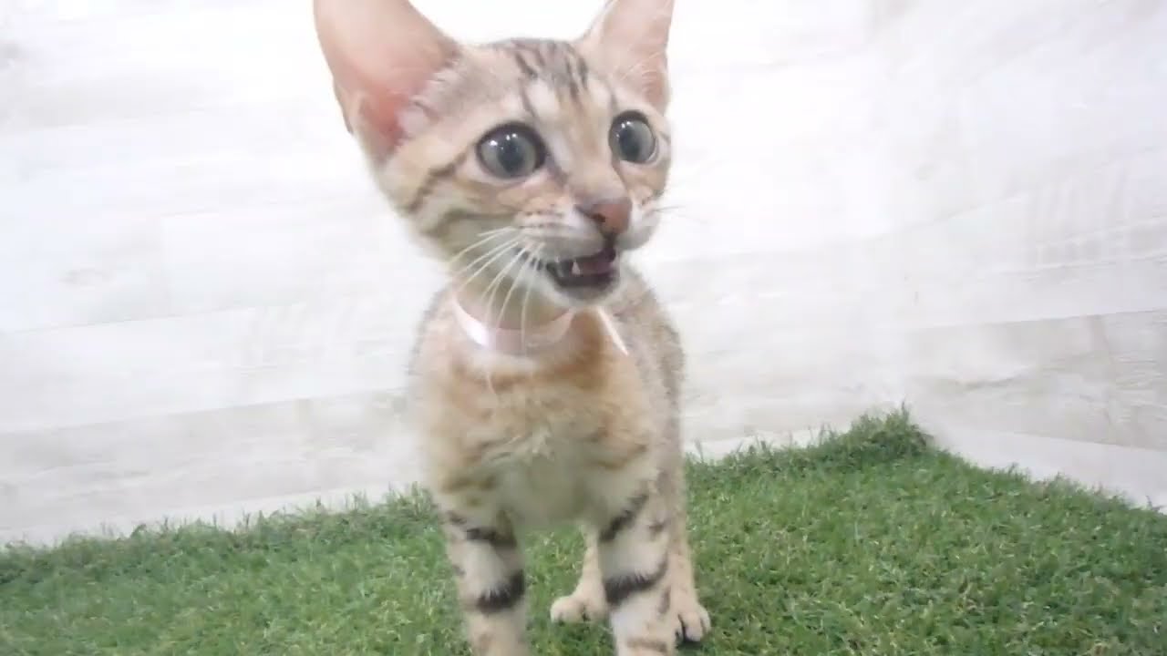 Coo&RIKU　No00683415 エジプシャンマウ