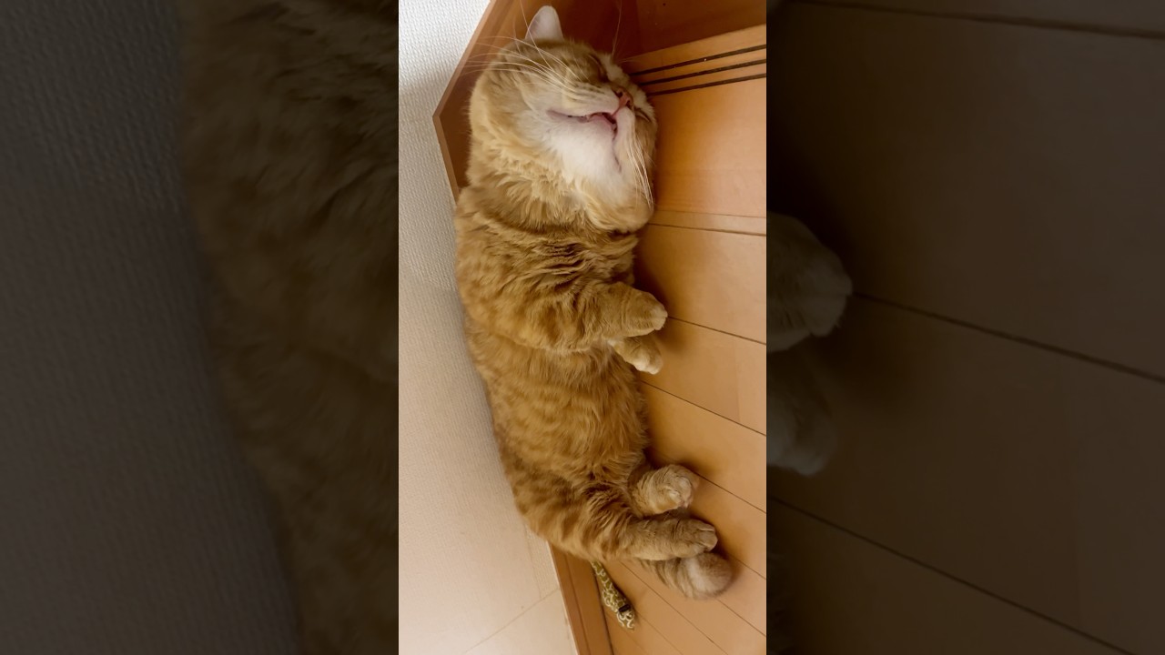 今年も彼の夏がきました #被害者役の猫 #shorts