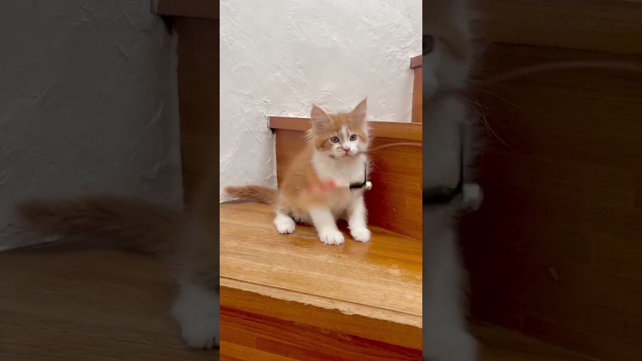 メインクーン 大きくて元気いっぱい！太陽みたいな男の子☀️（毛色：レッドクラシックタビー&ホワイト）