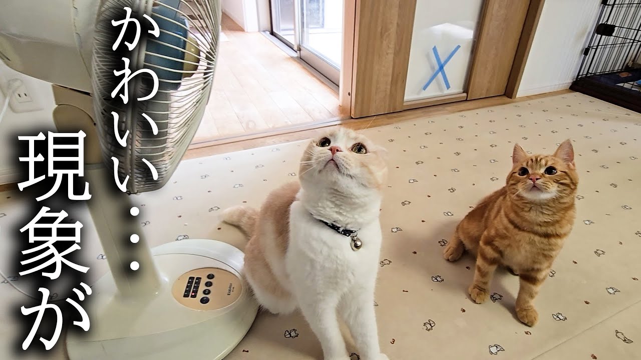暑いので子猫に扇風機を出した結果こうなっちゃいました...