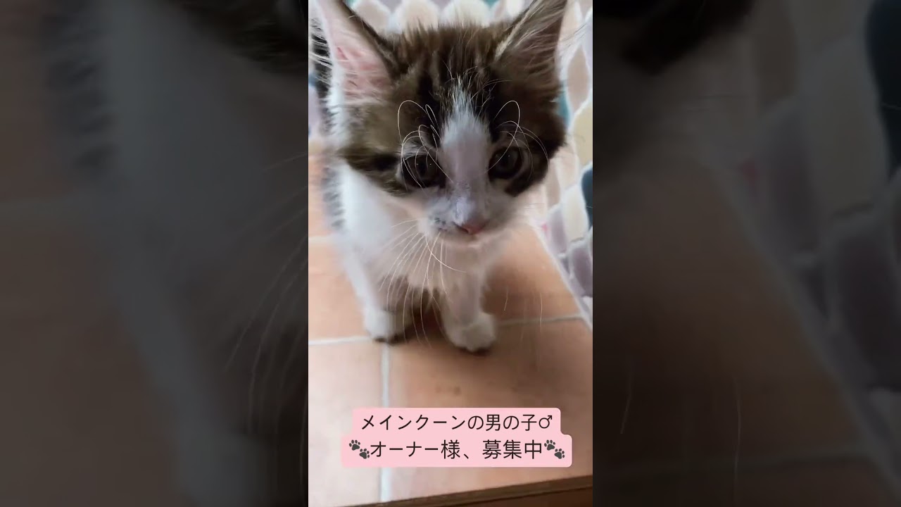 メインクーン とっても可愛いメインクーンの男の子✨（毛色：ブラウンマッカレルタビー&ホワイト）
