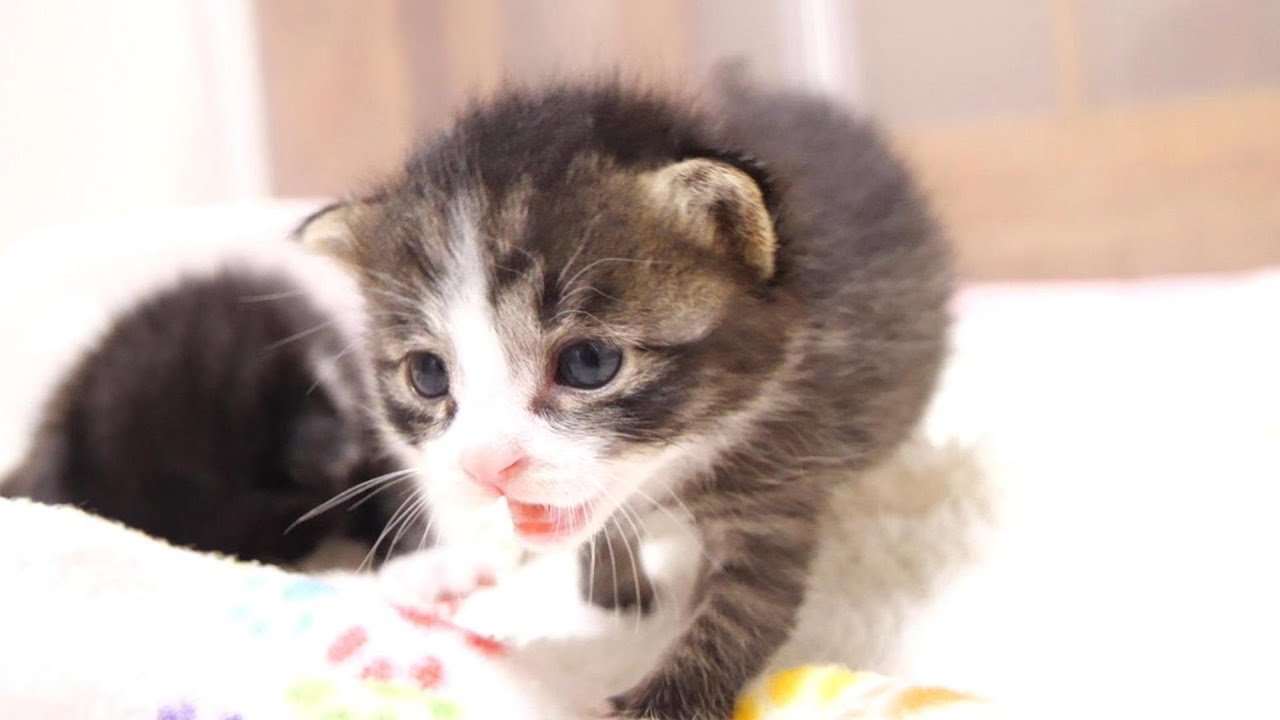 ヨチヨチ歩きでママに抱っこをおねだりする子猫を探す子猫【赤ちゃん猫　保護猫】