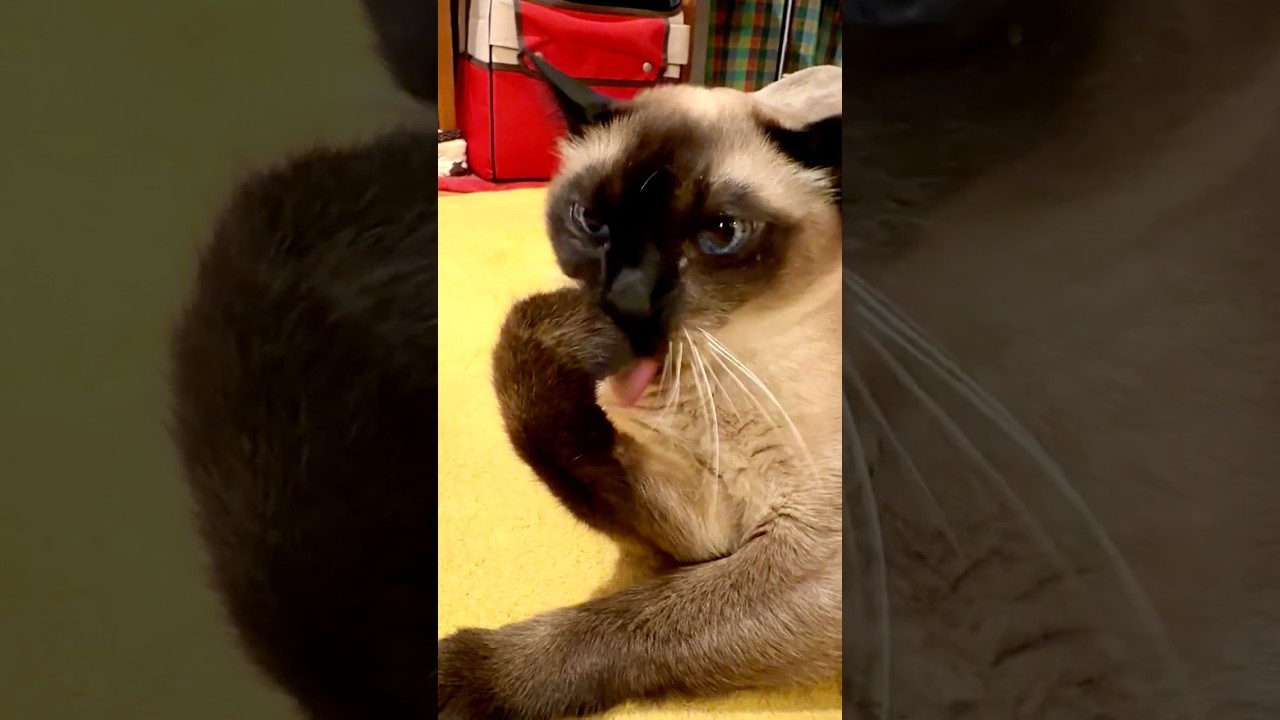 寝転んだまま同居猫をつかまえようと頑張ったたぬき猫なのにゃ♪ #cat #シンガプーラ #トンキニーズ#たぬき猫#singapura#tonkinese
