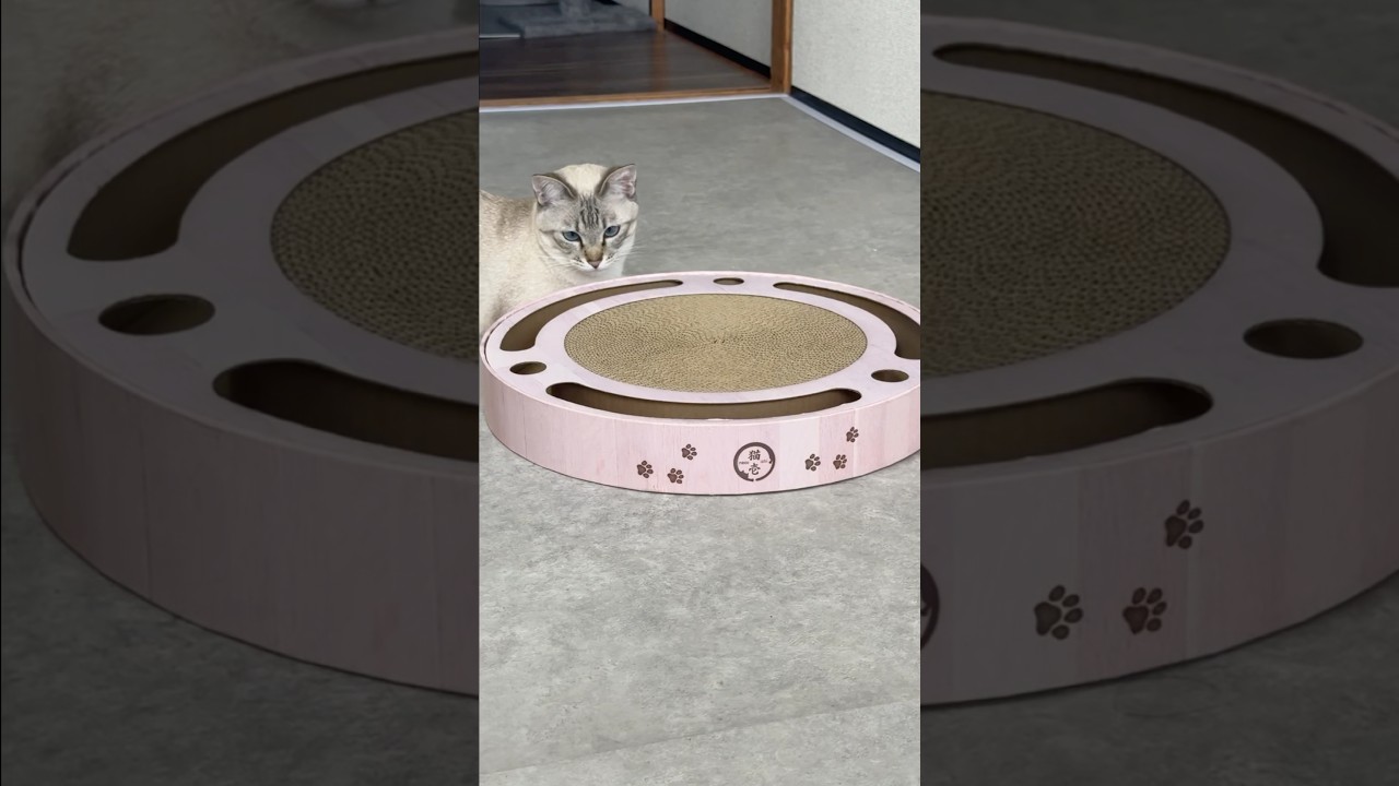 朝から猫壱で遊ぶ猫　#シャムトラ #元保護猫 #シャムミックス